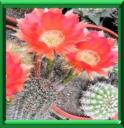 DOMPTE VENIN - ECHINOPSIS