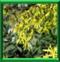 DORONIC TUE PANTHERE - DORONICUM PARTALIANCHES