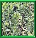 DRAGONNE - ARTEMISIA DRANUNCULUS