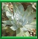 DUDLEYA - DUDLEYA