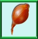 ECHALOTE - ALLIUM ASCALONICUM