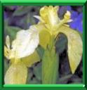 EICHHORNIE A PIED GRAS - EICHHORNIA CRASSIPES
