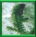 ELODEE DU CANADA - ELODEA CANADENSIS