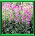 EPIAIRE LAINEUSE - STACHYS LANATA ou STACHYS BYZANTINA