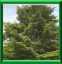 EPICEA COMMUN - PICEA ABIES