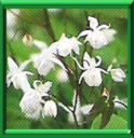 EPIMEDE - EPIMEDIUM