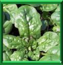 EPINARD - SPINACIA OLERACEA