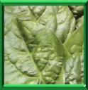 EPINARD DE CEYLAN - BASELLA RUBRA