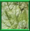 EPINARD DE MALABAR - BASELLA RUBRA