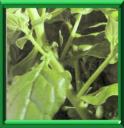 EPINARD D'ETE - TETRAGONIA TETRAGONIOIDES