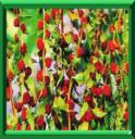 EPINARD FRAISE - CHENOPODIUM CAPITALUM