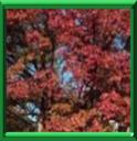 ERABLE A ECORCE DE PAPIER - ACER GRISEUM