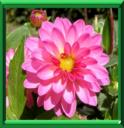 DAHLIA