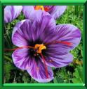 CROCUS A SAFRAN - CROCUS SATIVUS