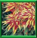 EPINARD CHINOIS - AMARANTHUS GANGETICUS ou TRICOLOR