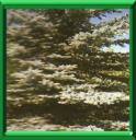 EPICEA DU COLORADO - PICEA PUNGENS