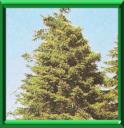 EPINETTE DE SERBIE - PICEA OMORIKA
