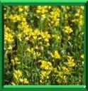 CRESSON DE JARDIN - BARBAREA VERNA ou BARBAREA PRAECOX