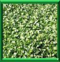CRESSON OFFICINAL - NASTURBIUM OFFICINALE