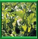 EPINARD PERPETUEL - RUMEX PATIENTA ou PATIENTA
