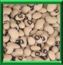CORNILLE - DOLICHOS UNGUICULATUS ou VIGNA SINENSIS