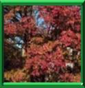 ECORCE CANNELLE - ACER GRISEUM