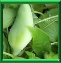 CYCLANTHERE - CYCLANTHERA PEDATA