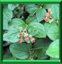 COTONEASTER FRANCHETI ou COTONEASTER FRANCHETII