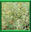 COTONEASTER DE PEKIN ou COTONEASTER ACUTIFOLIUS