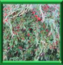 COTONEASTER A FEUILLES DE SAULE ou COTONEASTER SALICIFOLIUS