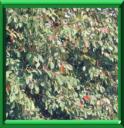 COTONEASTER LAITEUX ou COTONEASTER LACTEUS