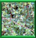 COTONEASTER RAMPANT ou COTONEASTER HORIZONTALIS