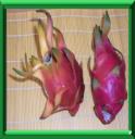 DRAGON - HYLOCEREUS UNDATUS ou POLYRHIZUS