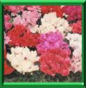 CYCLAMEN DES FLEURISTES- CYCLAMEN PERSICUM ou LAIFOLIUM