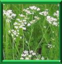 CUMIN DES MONTAGNES - CARUM CARVI