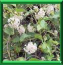 DREGEE DE CHINE - WATTAKAKA SINENSIS ou DREGEA SINENSIS