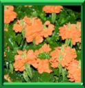 CROSSANDRA - INDIFUNDIBULIFORMIS