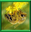 Pollinisation par les insectes