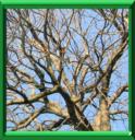 ARBRES FRUITIERS - Traitements hiver