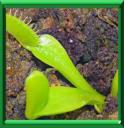 BOUTURAGE - COUP DE POUCE