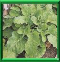 CHOU PERPETUEL - BRASSICA OLERACEA - COUP DE POUCE