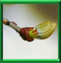 DEBOURREMENT DES BOURGEONS
