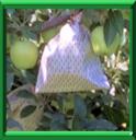 ARBRES FRUITIERS - ENSACHAGE
