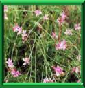 RUSTICITE DES VEGETAUX - Coup de pouce