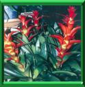 BROMELIACEES - COUP DE POUCE