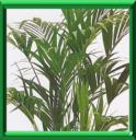 Plantes vertes d'intérieur en hiver