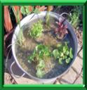 MINI-JARDIN AQUATIQUE