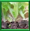 MINI-PLANTS - MINI-MOTTES