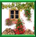 Plantes grimpantes, le palissage