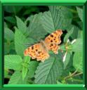 DES PAPILLONS DANS VOTRE JARDIN - COUP DE POUCE